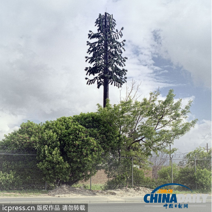 外来物种入侵？ 信号塔伪装成植物大变身（组图）