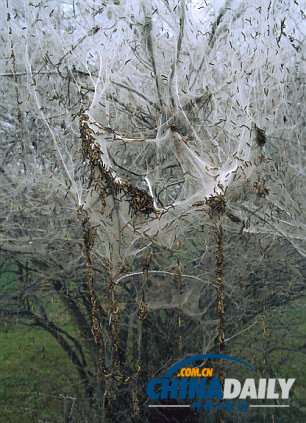 瑞士数千毛虫结网盖大树景象诡异