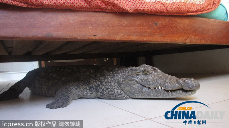 津巴布韦鳄鱼潜入民居 藏身床下一夜未被发现