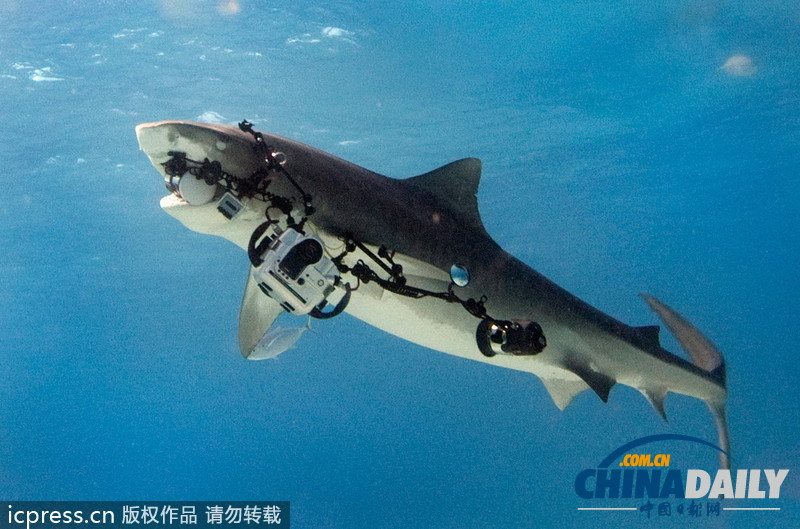 凶悍虎鲨强夺摄影机 捍卫自身肖像权