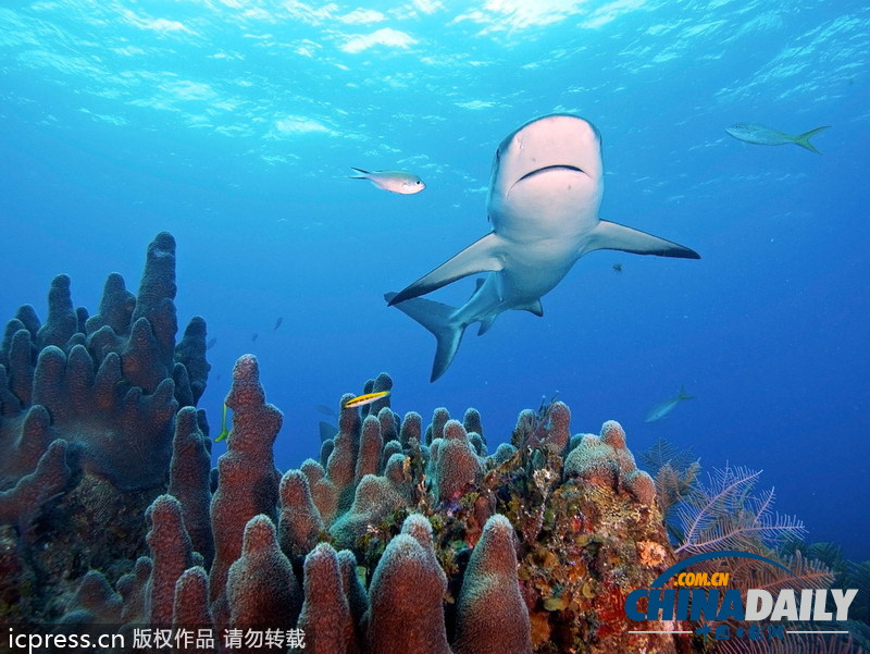 凶悍虎鲨强夺摄影机 捍卫自身肖像权