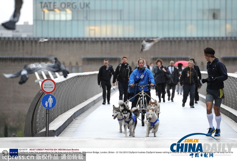 备战圣诞季 英国快递公司演练狗拉雪橇送包裹(高清组图)