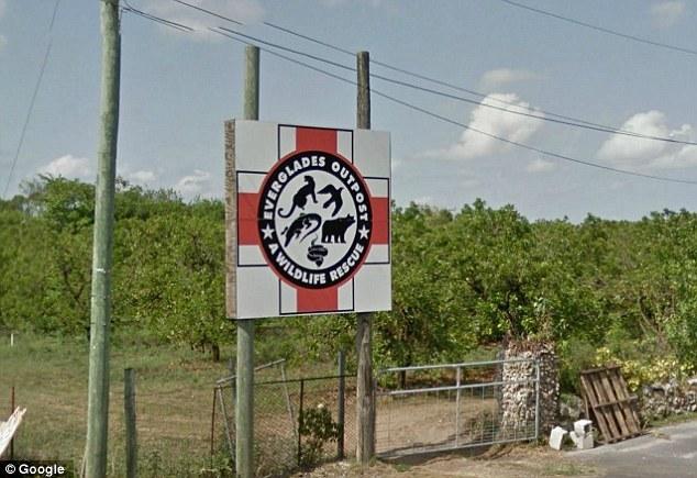 美国怀孕7个月准妈妈与鳄鱼玩搏斗(组图)- M