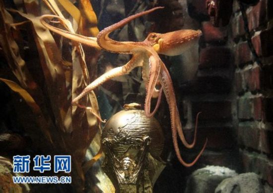 保罗身价水涨船高 将成章鱼界首个“百万富翁”