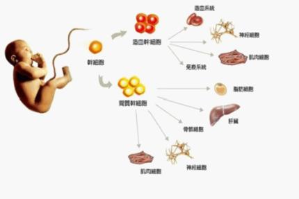 博雅干细胞库:为生命储存一份活期存款