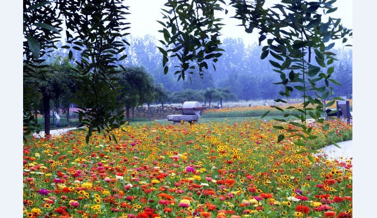 第三届北京菊花文化节正式开幕(组图)