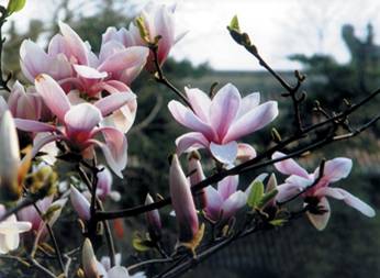 二乔花香漫京城 潭柘寺中赏玉兰