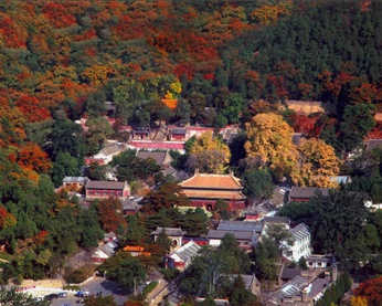 二乔花香漫京城 潭柘寺中赏玉兰