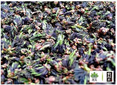 杜仲野雄花:何以珍贵?