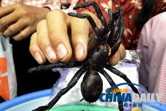 世界各地超级恐怖的虫子大餐(组图)