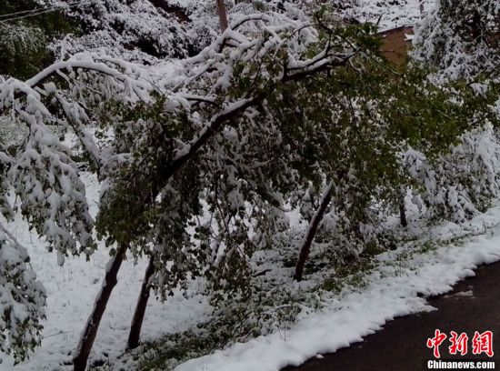 甘肃：局地现“夏日飞雪”奇观(图)