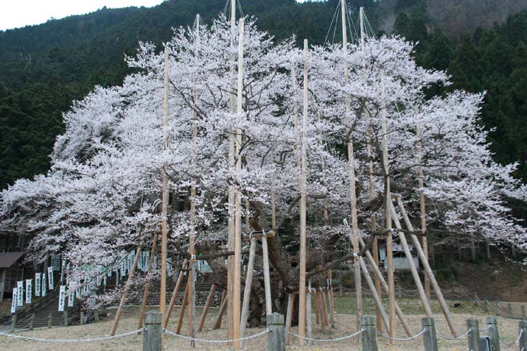 世外桃源!日本岐阜风光