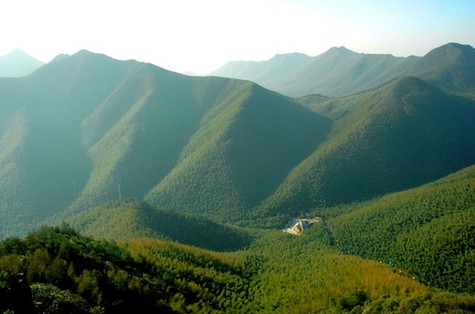南山“万亩竹海”