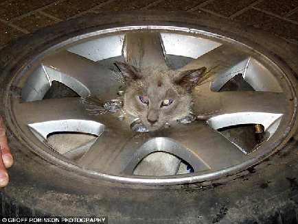 英国调皮小猫头卡轮胎 消防员用切割机救其脱险