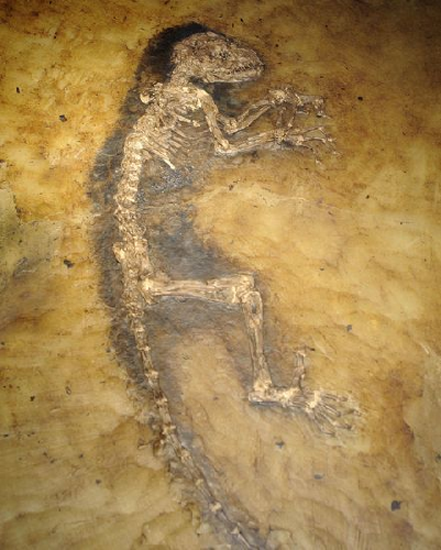 美展出4700万年前灵长动物化石艾达或填补人