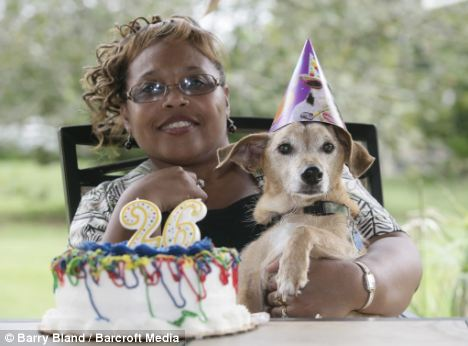 “世界上最长寿狗”庆26岁生日 当比人类182岁高龄