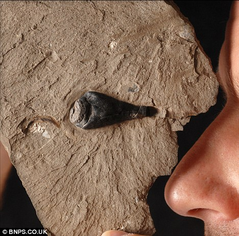 英国发现侏罗纪箭乌贼化石 1.5亿年前墨汁仍能写出字