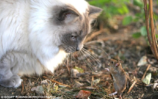 动画片《猫和老鼠》英国上演真实版 小老鼠勇斗大家猫