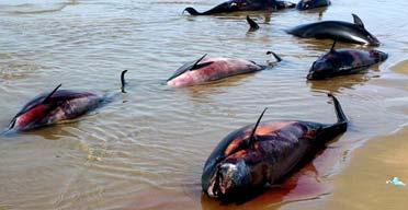 152条海豚陈尸伊朗海滩 渔业官员指责美军是凶