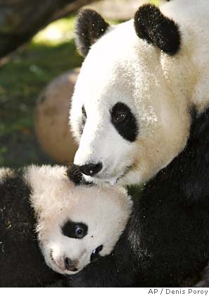 在美降生大熊猫珍珍首度公开亮相(图)