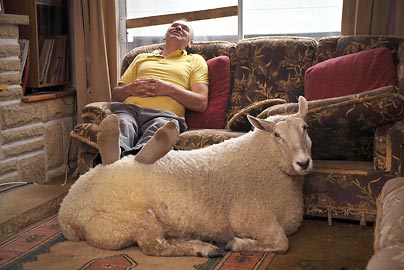 英国宠物绵羊住单间看电视 生活太滋润超级肥