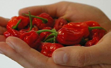 英国超市将出售世界最辣的辣椒