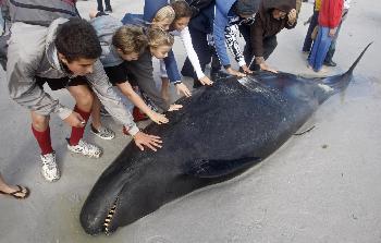 南非救援人员被迫射杀部分搁浅鲸鱼 当局发鲨鱼警告