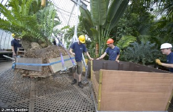 英皇家植物园策划仨月 世界最古老盆栽苏铁“搬家”