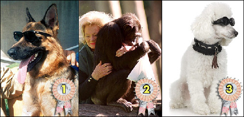 2009年世界宠物富豪榜 牧羊犬身价超2亿英镑