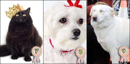 2009年世界宠物富豪榜 牧羊犬身价超2亿英镑