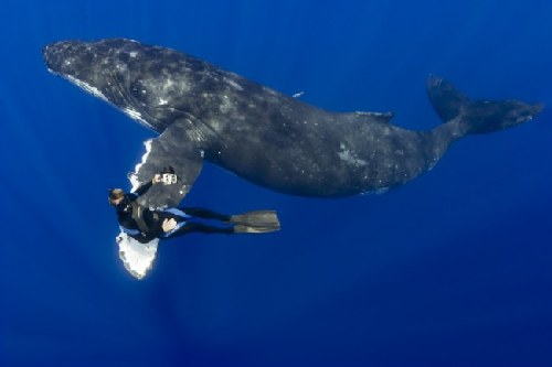 与驼背鲸海底共舞拍照片 南美洲摄影师感叹运