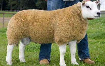 英国一只羊身价23.1万英镑 世界最贵