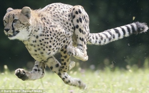 美国猎豹短跑王破陆上记录 百米仅需6.13秒