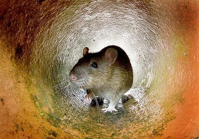 瑞士科学家发明疗瘫新法 成功治好实验鼠人类也适用