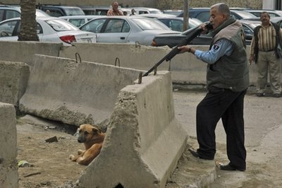 巴格达向流浪狗“宣战”：3个月累计消灭5.8万只