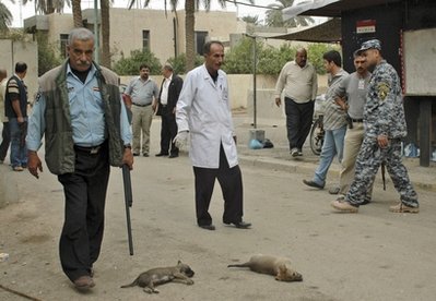 巴格达向流浪狗“宣战”：3个月累计消灭5.8万只