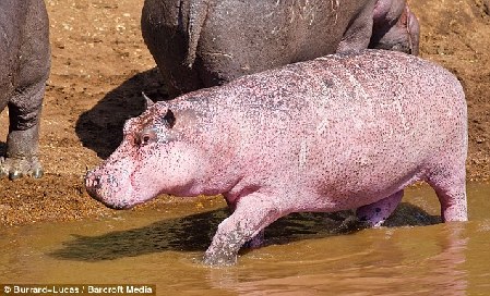 英国摄影师非洲邂逅粉色河马 可能患轻度白化病