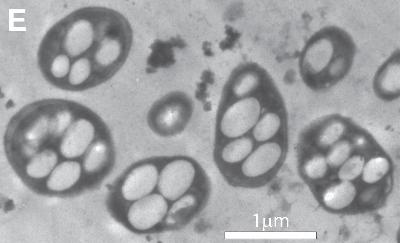NASA在地球发现“外星细菌” 生命定义重新改写