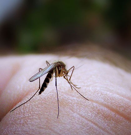 澳科学家称蚊子不好“色” 闻味识宿主