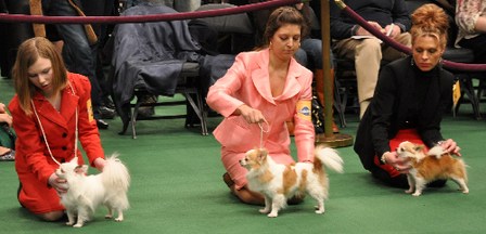 高清组图：2011年西敏寺狗展比赛