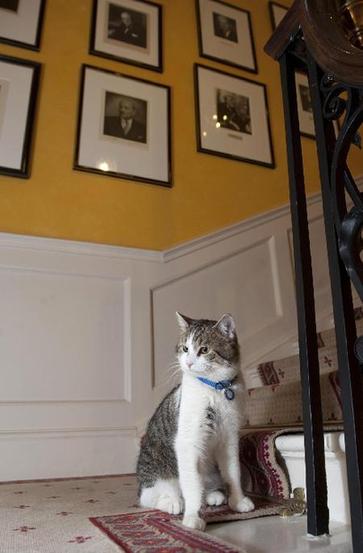 英国“第一猫”拉里入住首相府 外表可爱专司捕鼠