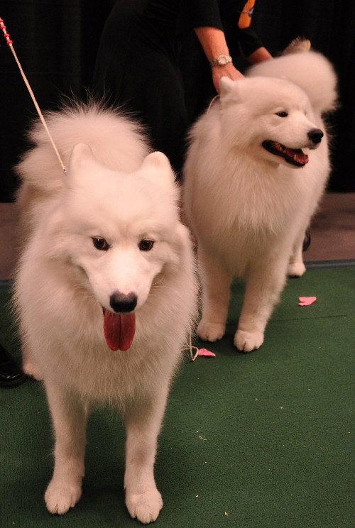 苏格兰猎鹿犬西敏寺狗展首次夺总冠军