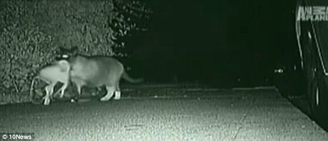 美国小镇惊现“猫咪大盗” 3年作案超过600次