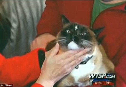 美国小镇惊现“猫咪大盗” 3年作案超过600次