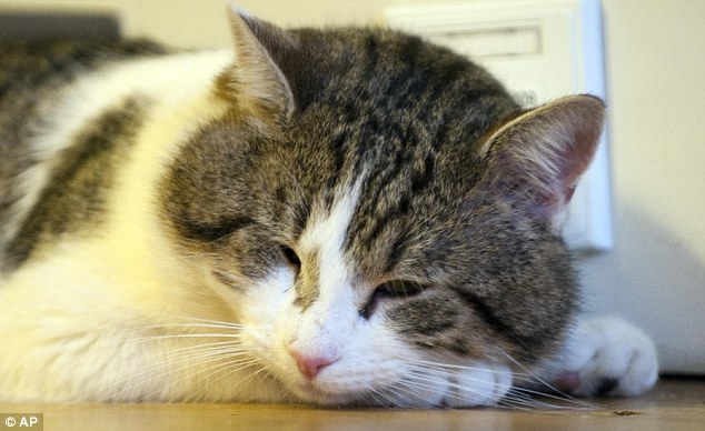 唐宁街“第一猫”不爱捕鼠爱睡觉 多次试图“逃跑”
