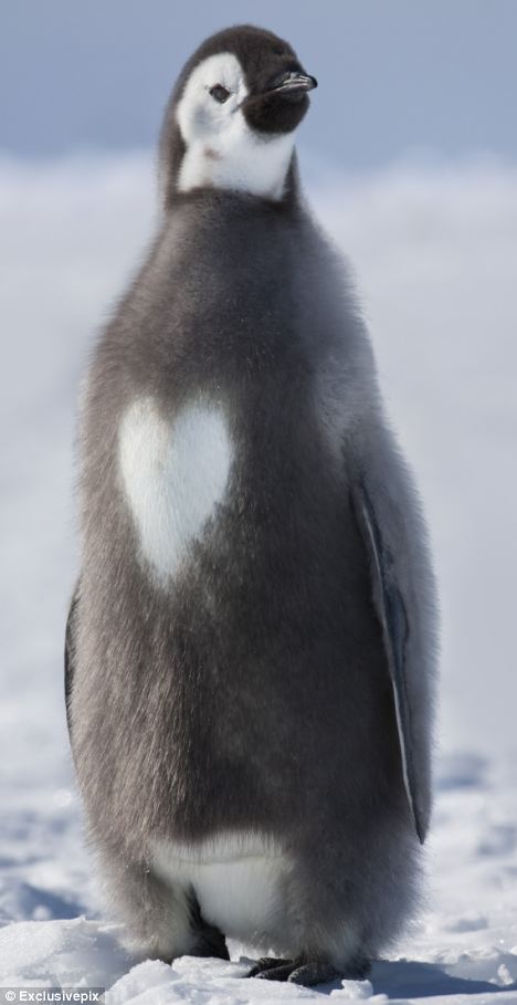 冰雪南极耀“爱心” 摄影师拍到胸有心形小企鹅（图）