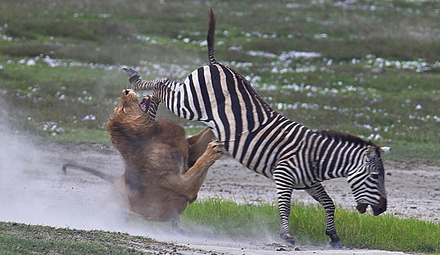 非洲保护区上演大战 雄狮遭斑马狠踢威风扫地