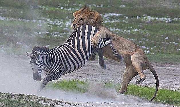非洲保护区上演大战 雄狮遭斑马狠踢威风扫地