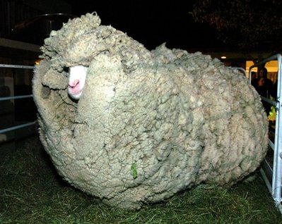 新西兰国宝级绵羊去世 曾为躲避剪毛归隐山林7年