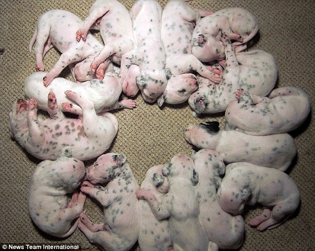 有高产基因的英国斑点狗：母女两代均一窝生16仔